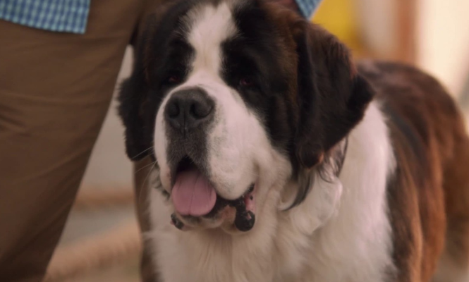 Filme da Tela de Sucessos 16/08/2019 – Beethoven e o Tesouro Secreto
