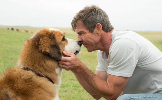 Filme da Sessão da Tarde 16/10/2019 – Quatro Vidas de Um Cachorro