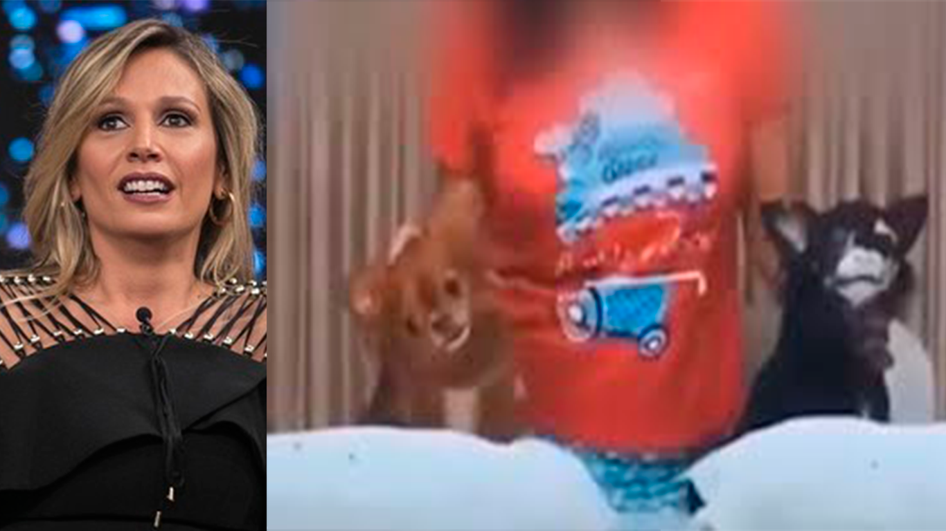 Luisa Mell denuncia mulher que fez ‘desafio da farinha’ com os próprios cachorros