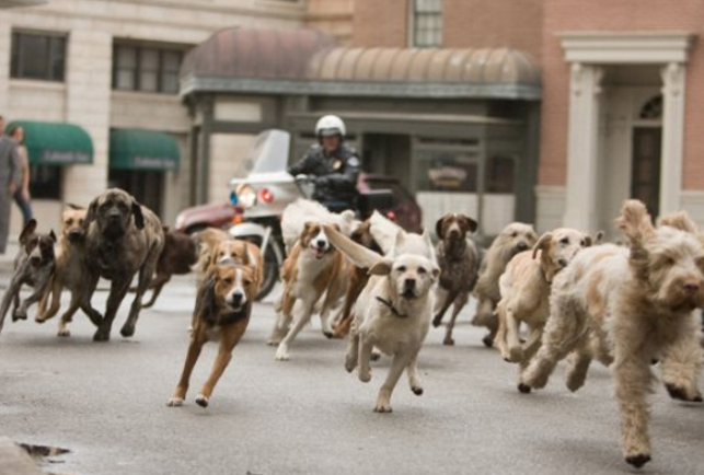 Filme da Tela de Sucessos 11/12/2020 – Um Hotel Bom Pra Cachorro