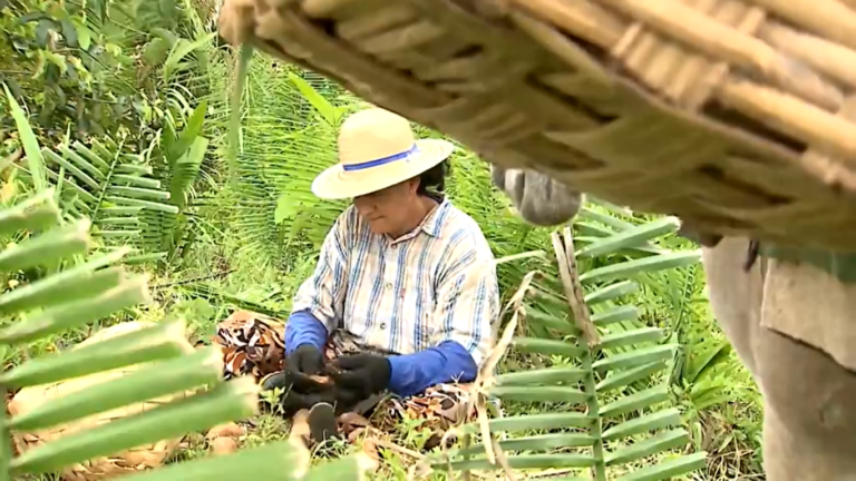 Globo Rural 30/01/2022: Quebradeiras de coco babaçu, queijos artesanais paulistas e mais