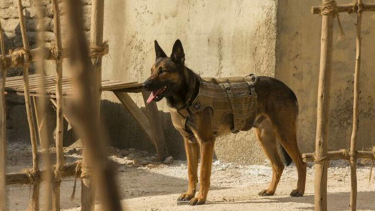 Filme da Sessão da Tarde 07/07/2023 – Max: O Cão Herói