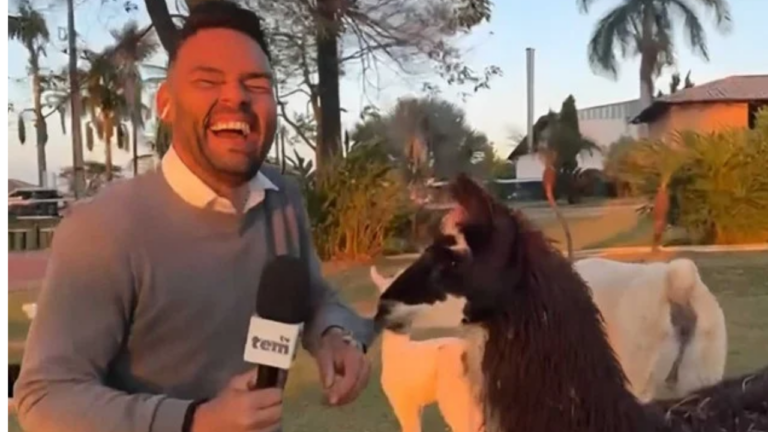 Repórter da Globo leva mordida de lhama ao vivo: ‘Se apaixonou por mim’