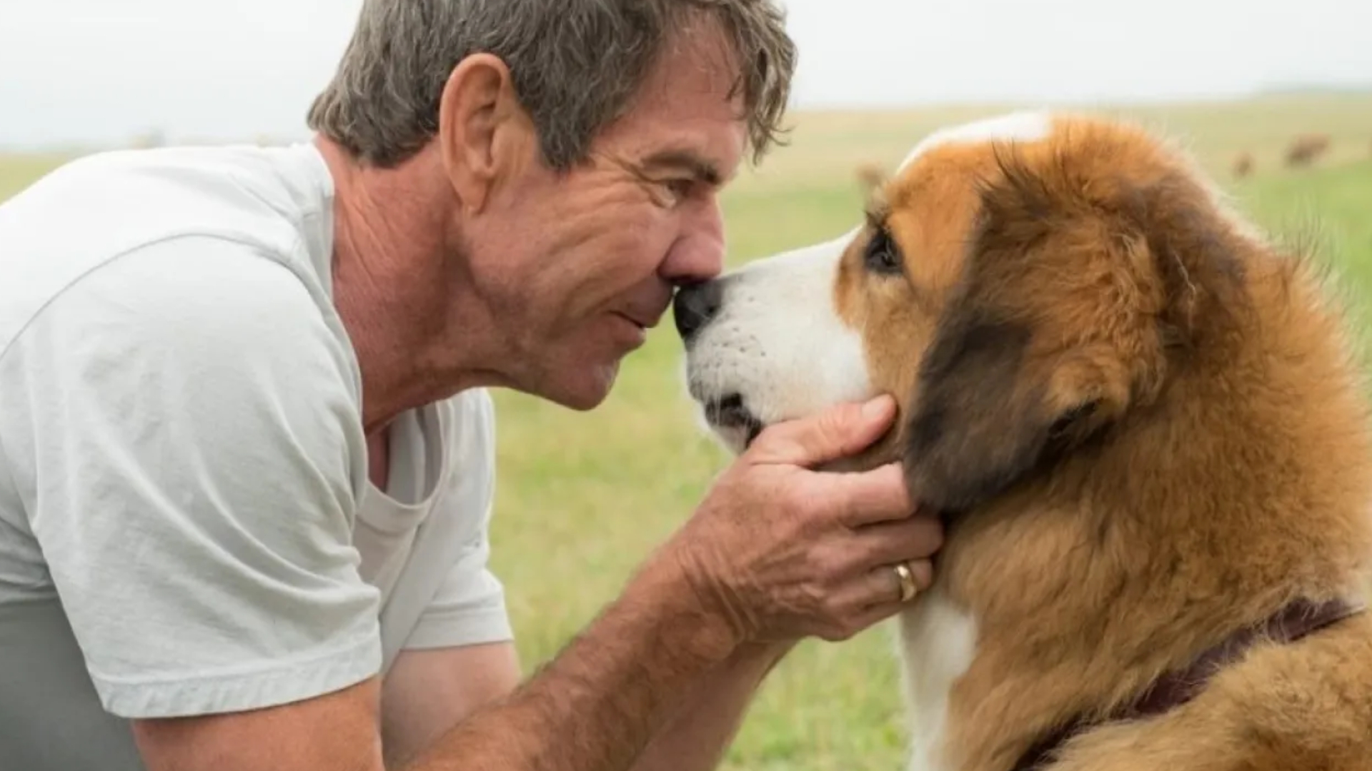 Filme Quatro Vidas de Um Cachorro