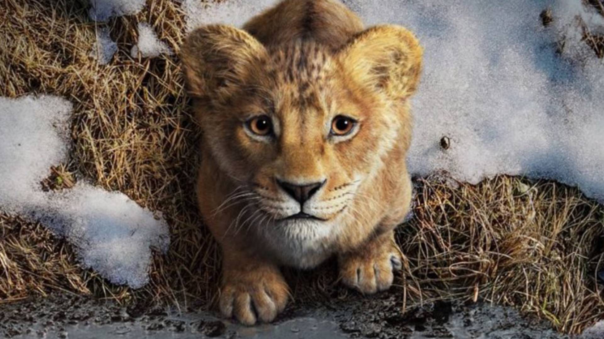 Filme Mufasa: O Rei Leão