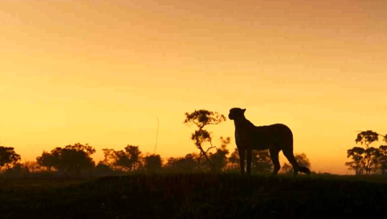 Globo Repórter visita Okavango, na África