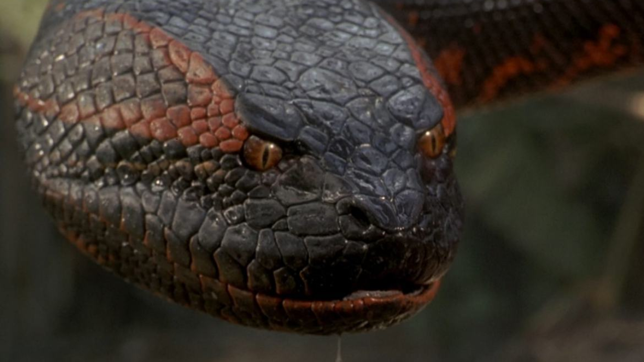 Anaconda 1997 na Netflix