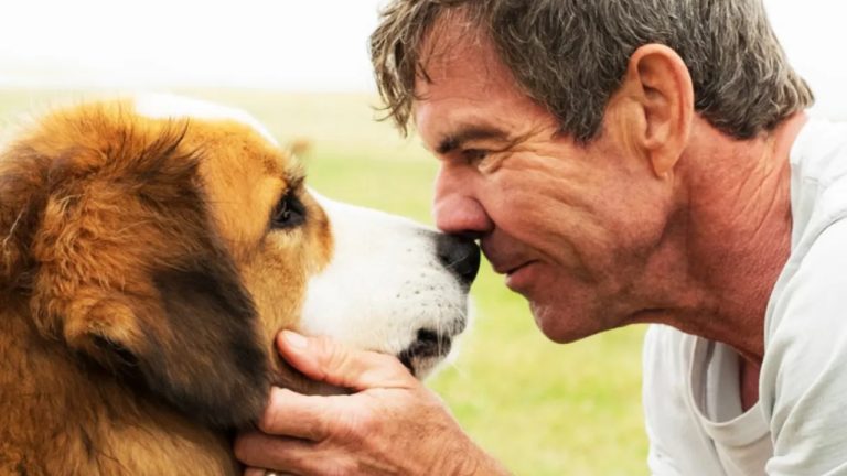 Quatro Vidas de um Cachorro na Sessão da Tarde; veja curiosidades
