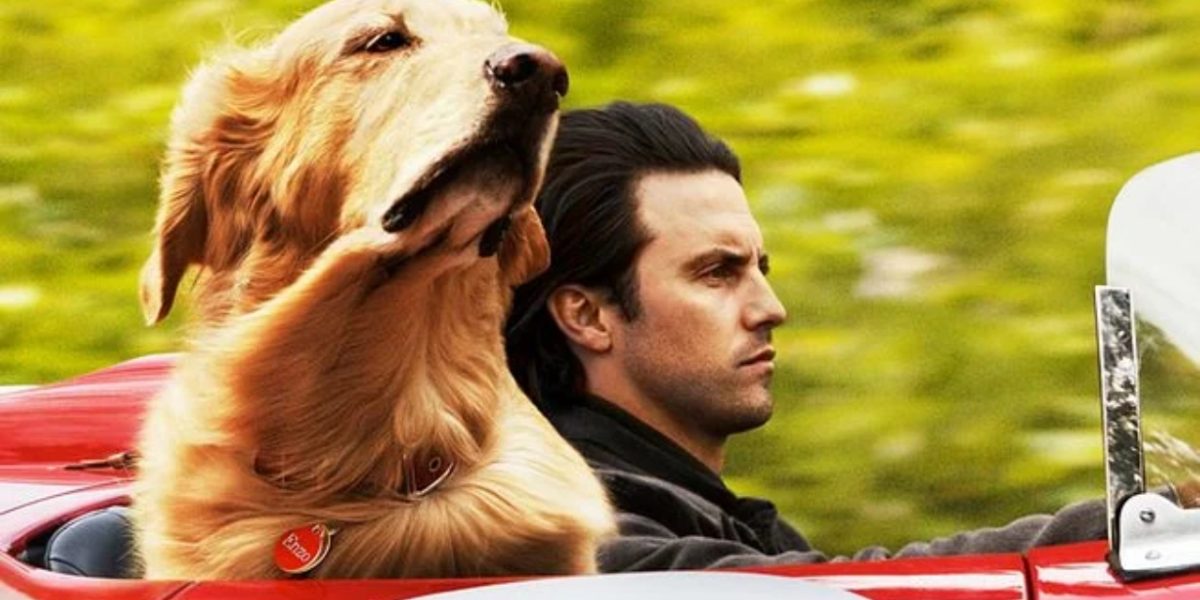 Filme Meu Amigo Enzo
